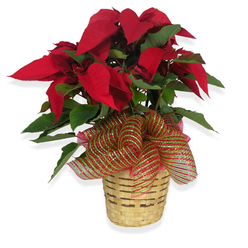 Traditional Red Poinsettia